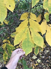 Carya cordiformis