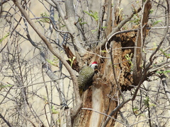 Campethera bennettii bennettii