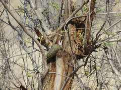Campethera bennettii bennettii