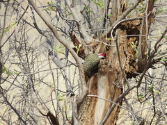 Campethera bennettii bennettii