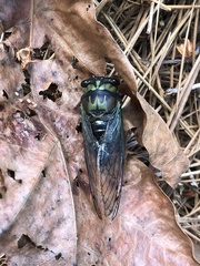 Neotibicen lyricen virescens