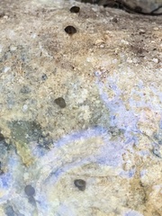 Pyrgulopsis bacchus