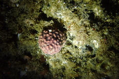 Antropora tincta