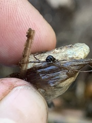 Pyrgulopsis bacchus