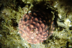 Antropora tincta