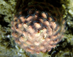 Antropora tincta