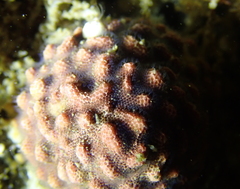 Antropora tincta