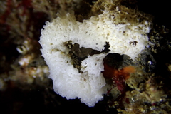 Clathrina coriacea