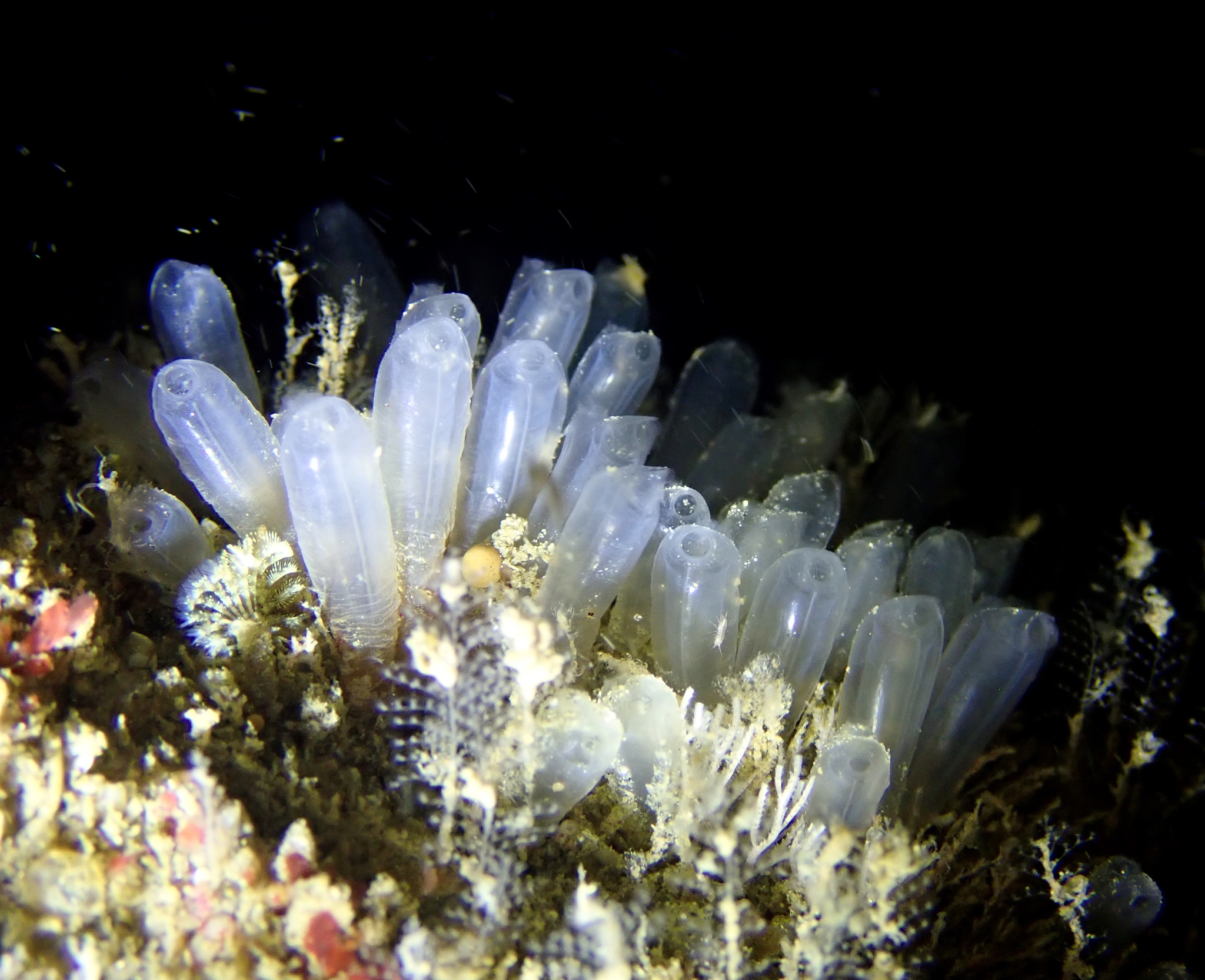 Euherdmania claviformis (Ritter, 1903)
