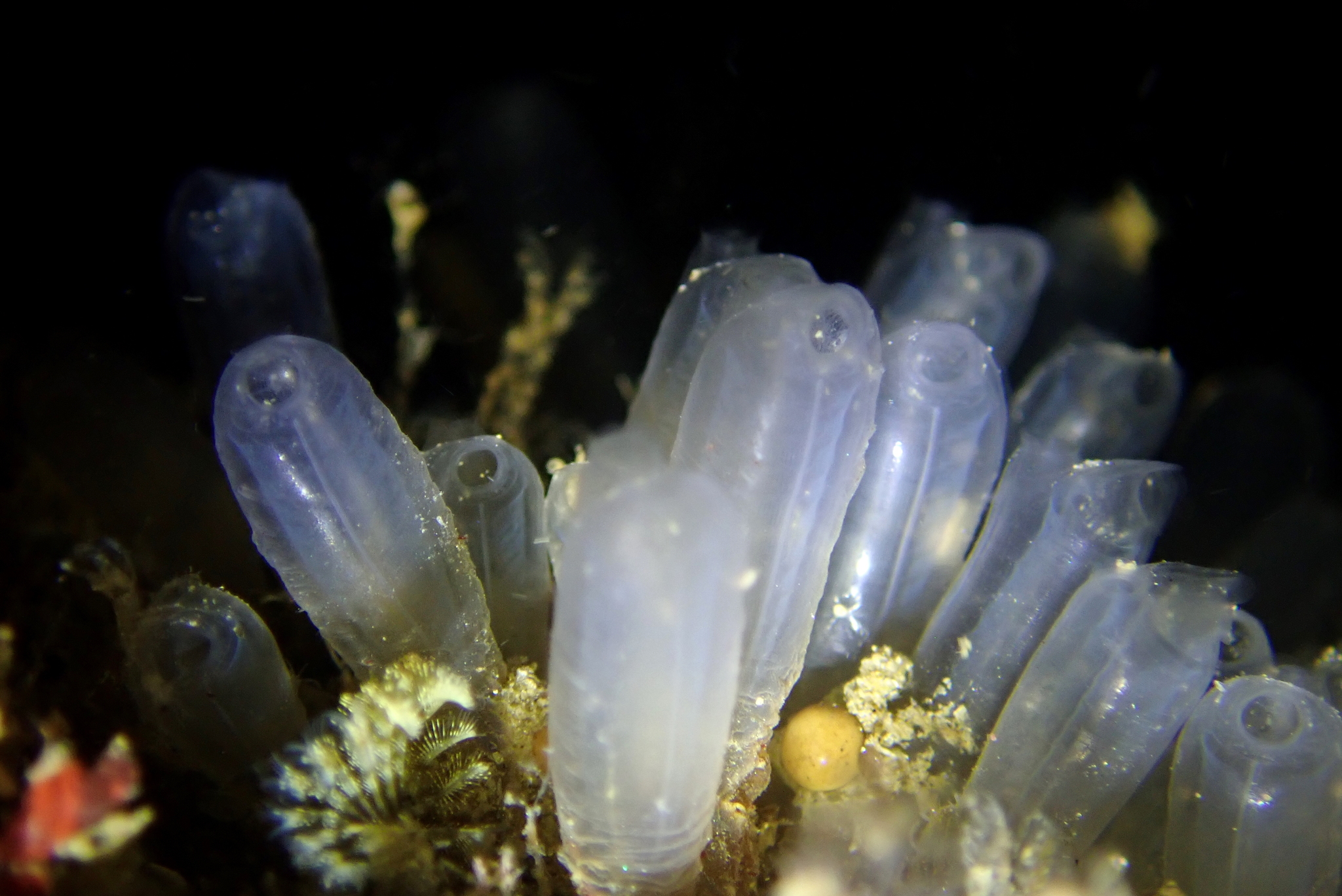 Euherdmania claviformis (Ritter, 1903)