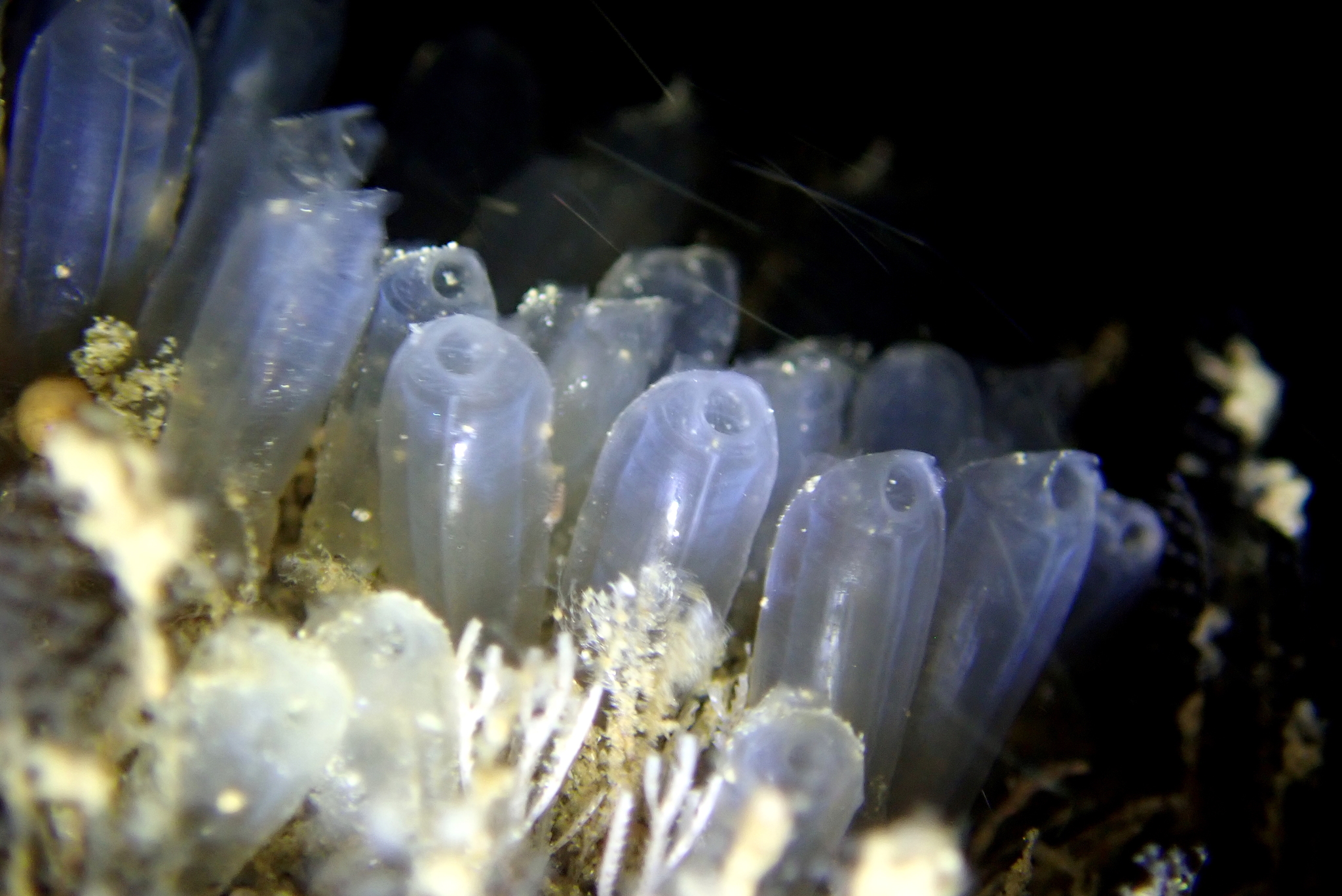 Euherdmania claviformis (Ritter, 1903)
