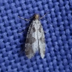 Scardiinae