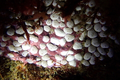 Didemnum carnulentum