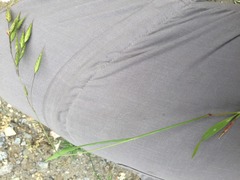 Bromus japonicus