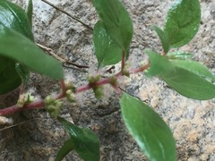 Parietaria cryptorum