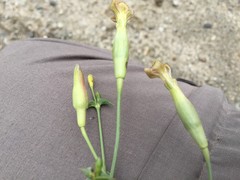 Blackstonia perfoliata
