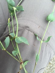 Blackstonia perfoliata