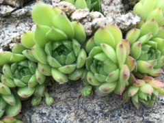 Sempervivum