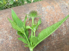 Dipsacus strigosus