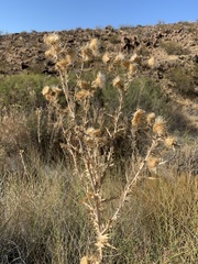 Cirsium mohavense