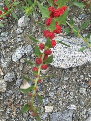 Blitum virgatum