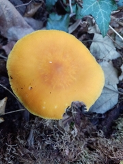 Pluteus leoninus