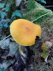 Pluteus leoninus