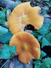 Pluteus leoninus
