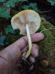 Pluteus leoninus
