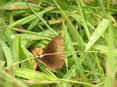 Panyapedaliodes drymaea