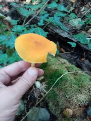 Pluteus leoninus