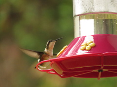 Chaetocercus mulsant