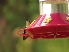 Chaetocercus mulsant