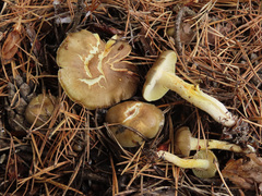 Hygrophorus hypothejus