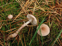 Cystoderma carcharias