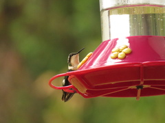 Chaetocercus mulsant