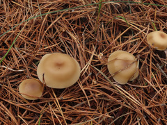 Clitocybe metachroa