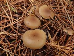Clitocybe metachroa