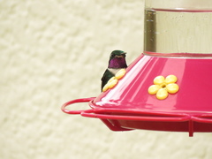 Chaetocercus mulsant