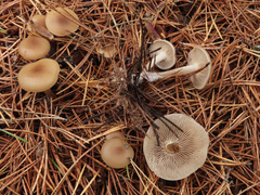 Clitocybe metachroa