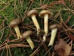 Hygrophorus hypothejus