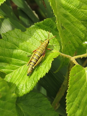 Agesander ruficornis