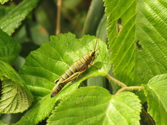 Agesander ruficornis