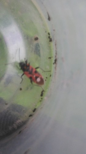 Reddish Black Chinch Bug