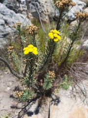 Phymaspermum athanasioides