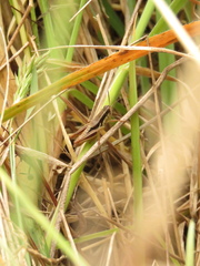 Bogotacris varicolor