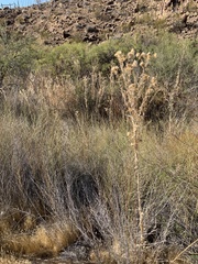 Cirsium mohavense