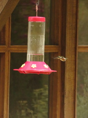 Chaetocercus mulsant