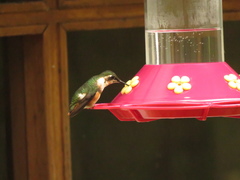 Chaetocercus mulsant