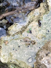 Pyrgulopsis deserta